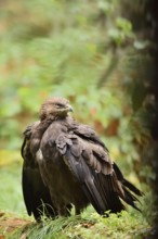 Lesser spotted eagle or Pomeranian eagle (Clanga pomarina, Aquila pomarina), Germany