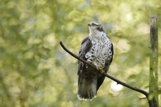 Honey buzzard (Pernis apivorus), Bavaria, Germany