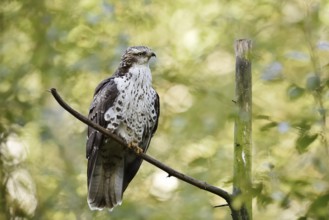 Honey buzzard (Pernis apivorus), Bavaria, Germany