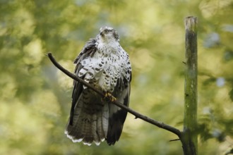 Honey buzzard (Pernis apivorus), Bavaria, Germany