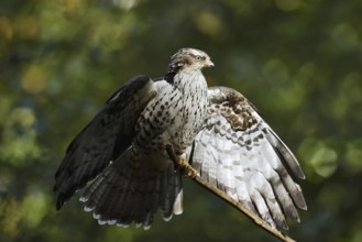 Honey buzzard (Pernis apivorus), Bavaria, Germany