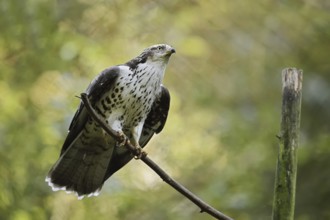 Honey buzzard (Pernis apivorus), Bavaria, Germany
