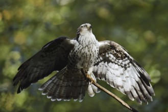Honey buzzard (Pernis apivorus), Bavaria, Germany