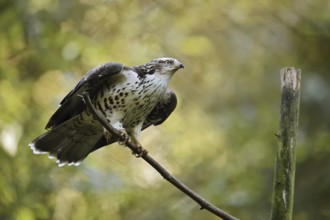 Honey buzzard (Pernis apivorus), Bavaria, Germany