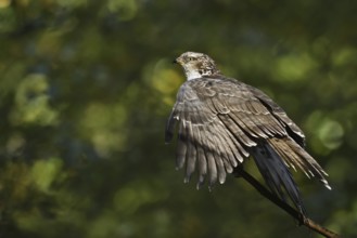 Honey buzzard (Pernis apivorus), Bavaria, Germany