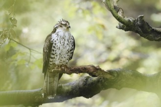 Honey buzzard (Pernis apivorus) sitting on a branch, Bavaria, Germany