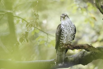 Honey buzzard (Pernis apivorus) sitting on a branch, Bavaria, Germany
