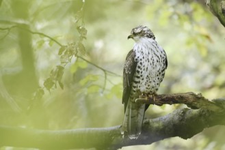 Honey buzzard (Pernis apivorus) sitting on a branch, Bavaria, Germany