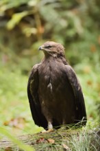 Lesser spotted eagle or Pomeranian eagle (Clanga pomarina, Aquila pomarina), Germany