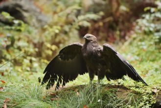 Lesser spotted eagle or Pomeranian eagle (Clanga pomarina, Aquila pomarina) standing on a tree