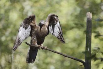 Honey buzzard (Pernis apivorus), Bavaria, Germany