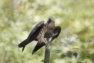 Honey buzzard (Pernis apivorus), Bavaria, Germany