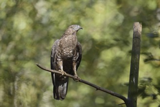 Honey buzzard (Pernis apivorus), Bavaria, Germany