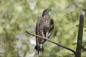 Honey buzzard (Pernis apivorus), Bavaria, Germany