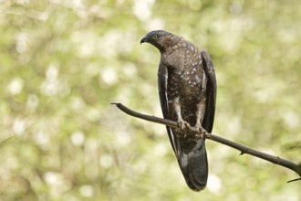 Honey buzzard (Pernis apivorus), Bavaria, Germany
