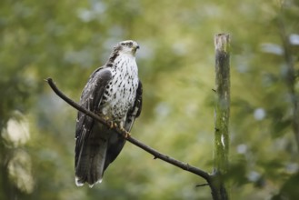 Honey buzzard (Pernis apivorus), Bavaria, Germany