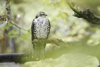 Honey buzzard (Pernis apivorus) sitting on a branch, Bavaria, Germany