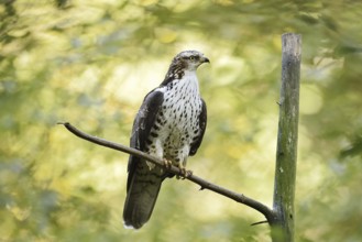 Honey buzzard (Pernis apivorus), Bavaria, Germany