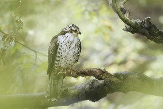 Honey buzzard (Pernis apivorus) sitting on a branch, Bavaria, Germany