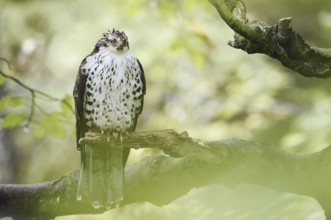 Honey buzzard (Pernis apivorus) sitting on a branch, Bavaria, Germany