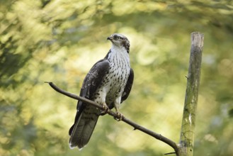Honey buzzard (Pernis apivorus), Bavaria, Germany