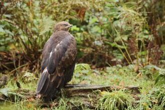 Lesser spotted eagle or Pomeranian eagle (Clanga pomarina, Aquila pomarina), Germany