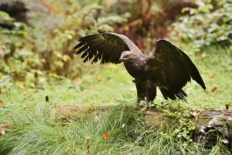 Lesser spotted eagle or Pomeranian eagle (Clanga pomarina, Aquila pomarina) standing on a tree