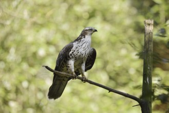 Honey buzzard (Pernis apivorus), Bavaria, Germany