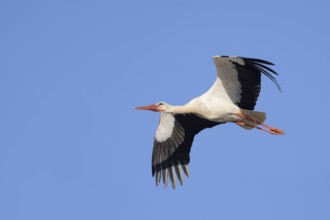 White stork (Ciconia ciconia), flying, Algarve, Portugal