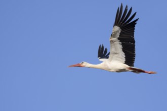 White stork (Ciconia ciconia), flying, Algarve, Portugal