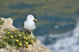 Mediterranean gull (Larus michahellis) standing on a rock with a flowering coastal beach star or