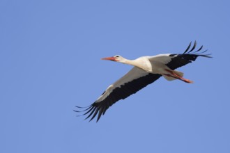 White stork (Ciconia ciconia), flying, Algarve, Portugal