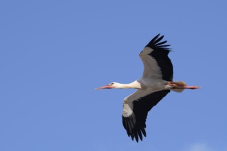 White stork (Ciconia ciconia), flying, Algarve, Portugal