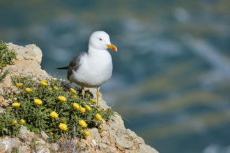 Mediterranean gull (Larus michahellis) standing on a rock with a flowering coastal beach star or