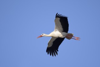 White stork (Ciconia ciconia), flying, Algarve, Portugal
