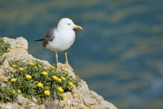 Mediterranean gull (Larus michahellis) standing on a rock with a flowering coastal beach star or