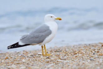 Mediterranean gull (Larus michahellis) on the beach, Algarve, Portugal