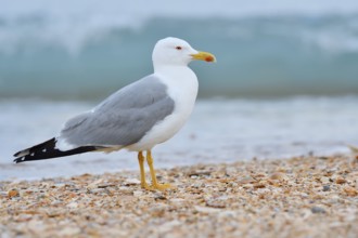 Mediterranean gull (Larus michahellis) on the beach, Algarve, Portugal