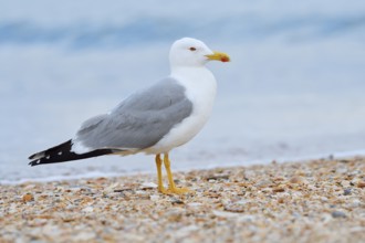 Mediterranean gull (Larus michahellis) on the beach, Algarve, Portugal