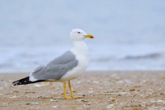 Mediterranean gull (Larus michahellis) on the beach, Algarve, Portugal