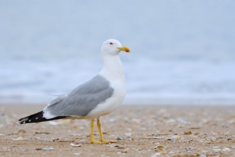 Mediterranean gull (Larus michahellis) on the beach, Algarve, Portugal