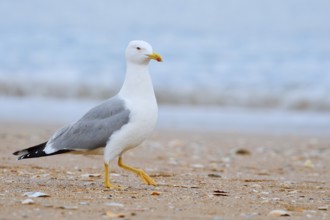Mediterranean gull (Larus michahellis) on the beach, Algarve, Portugal