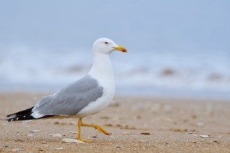 Mediterranean gull (Larus michahellis) on the beach, Algarve, Portugal