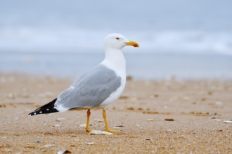 Mediterranean gull (Larus michahellis) on the beach, Algarve, Portugal