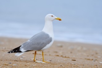 Mediterranean gull (Larus michahellis) on the beach, Algarve, Portugal