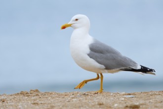 Mediterranean gull (Larus michahellis) on the beach, Algarve, Portugal