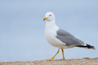 Mediterranean gull (Larus michahellis) on the beach, Algarve, Portugal