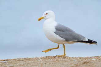 Mediterranean gull (Larus michahellis) on the beach, Algarve, Portugal