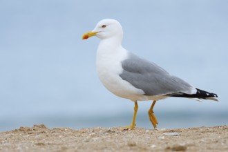 Mediterranean gull (Larus michahellis) on the beach, Algarve, Portugal