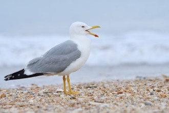 Mediterranean Gull (Larus michahellis) stands calling on the beach, Algarve, Portugal